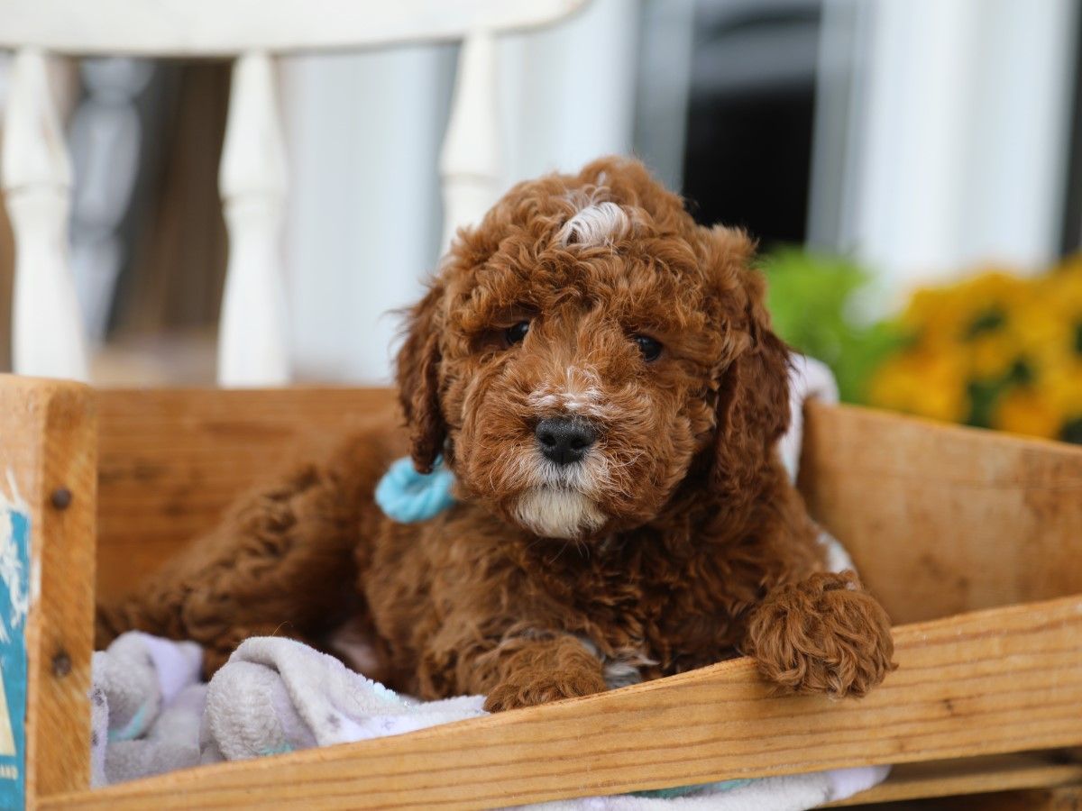 Barnie (1).JPG