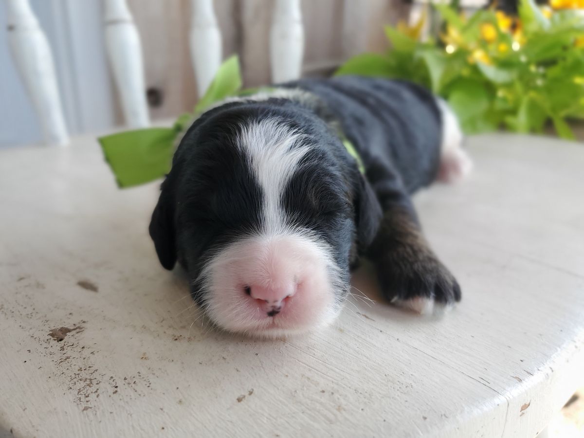 Denali (4).jpg