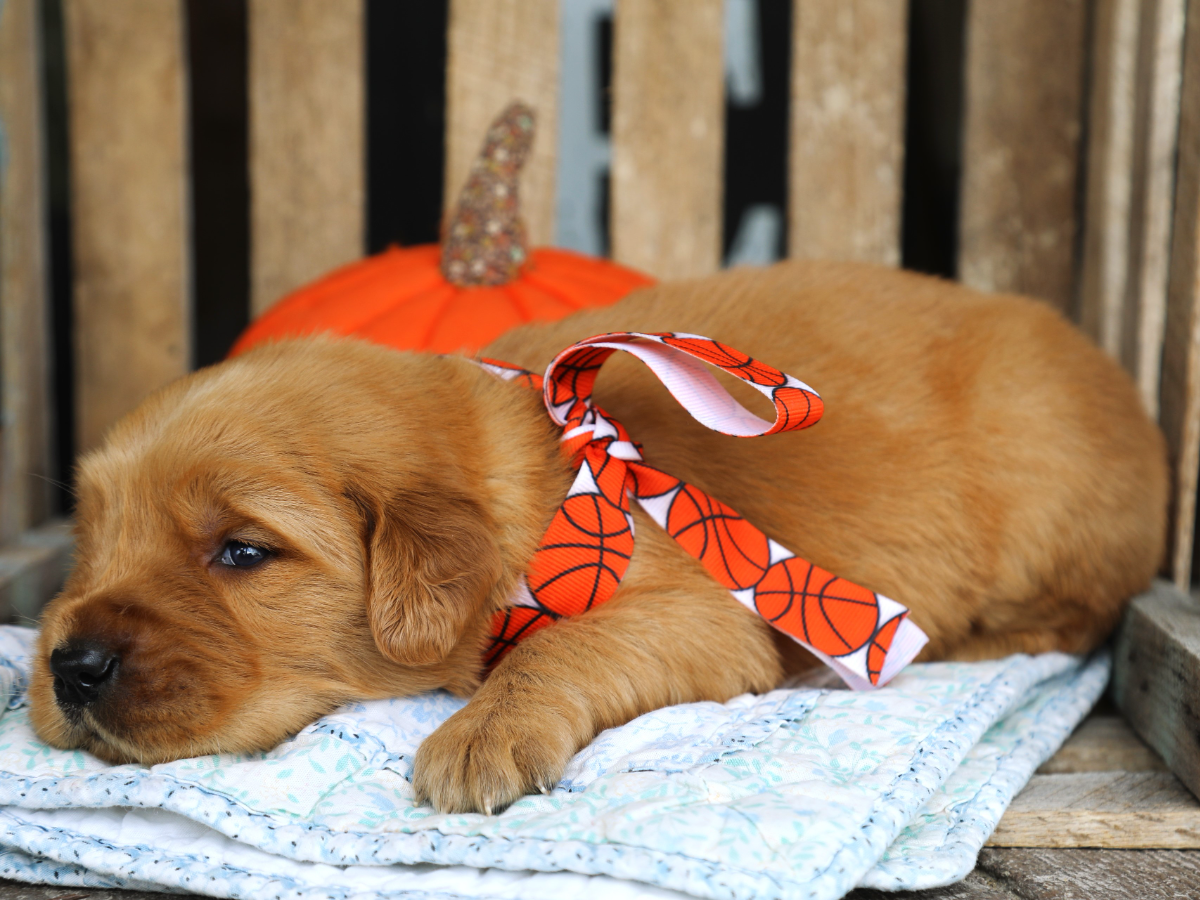 Butterscotch (3).png