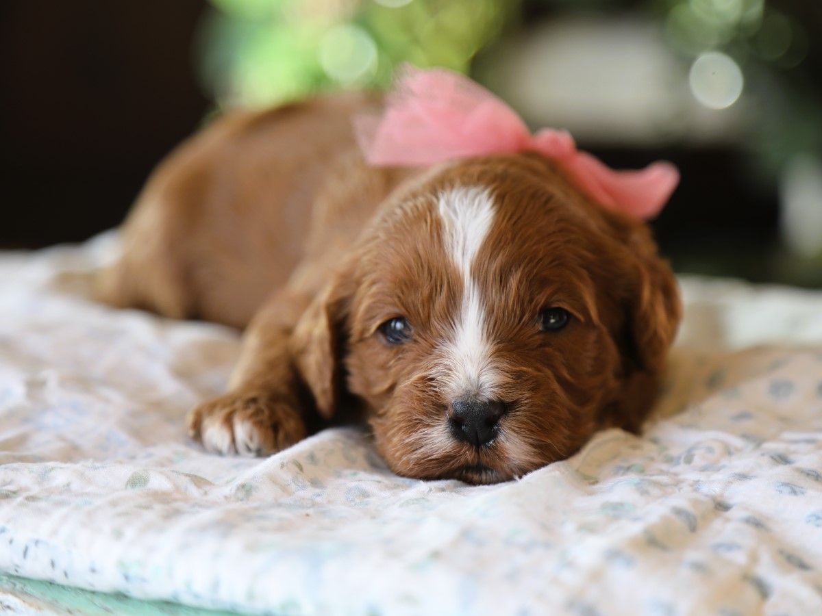 zoey (1).JPG
