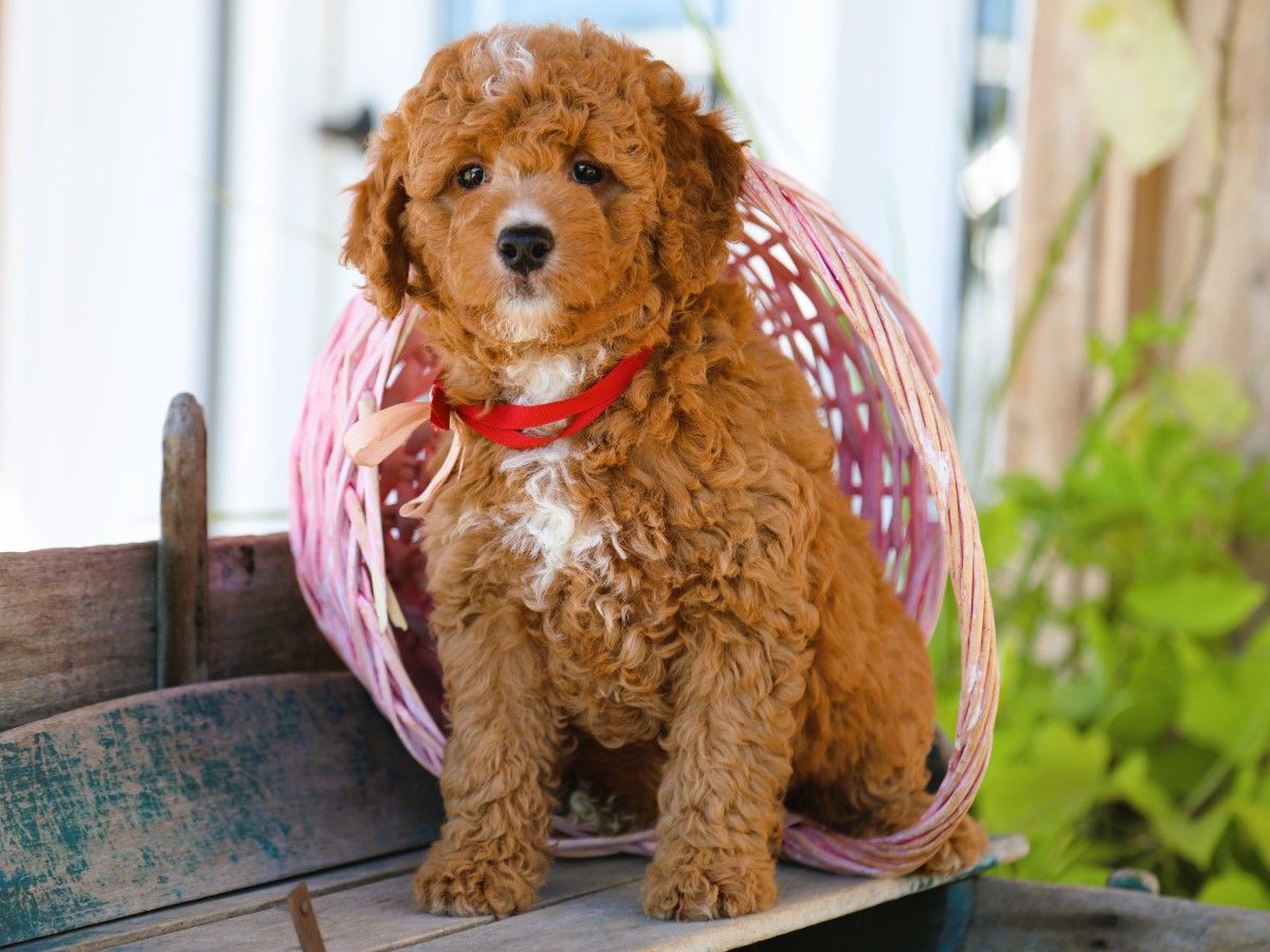  Sunflower • click to meet