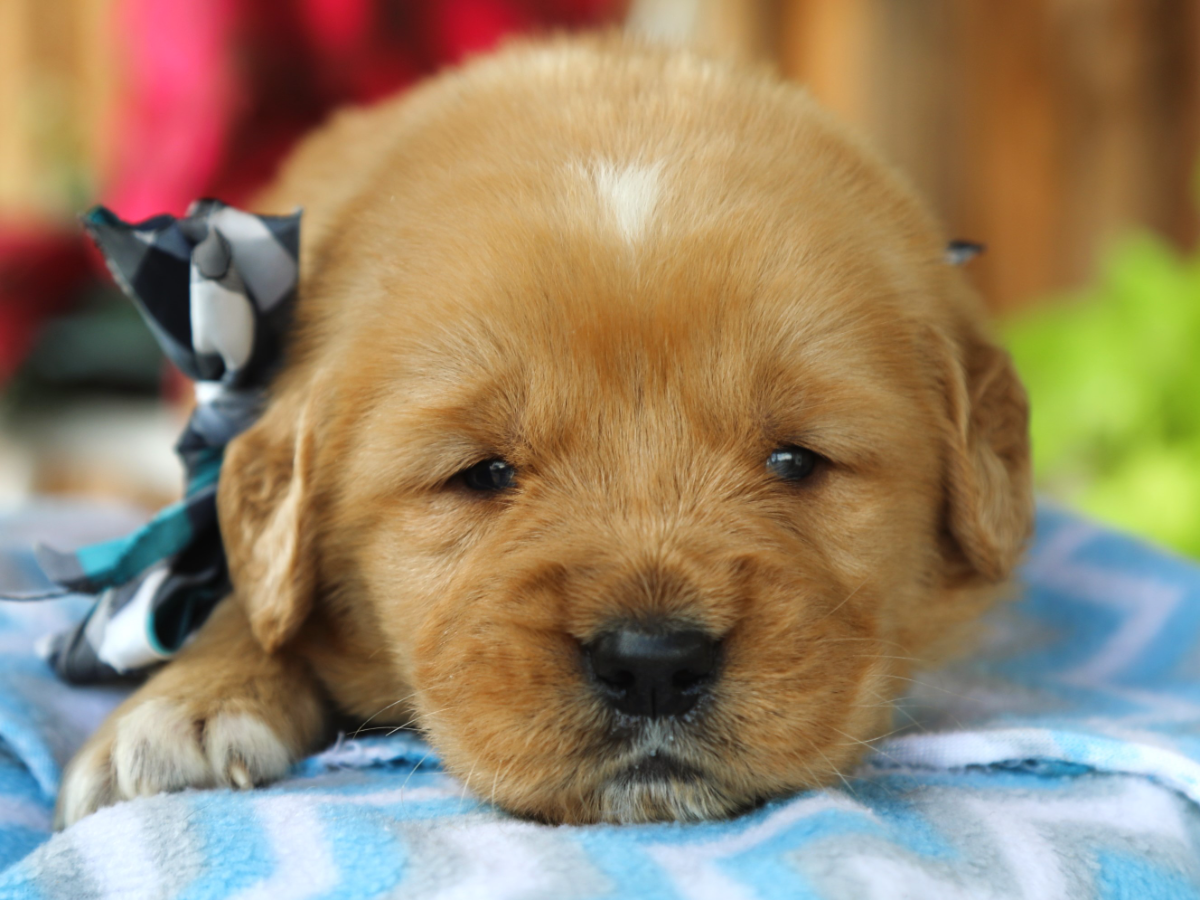 Scout • click to meet