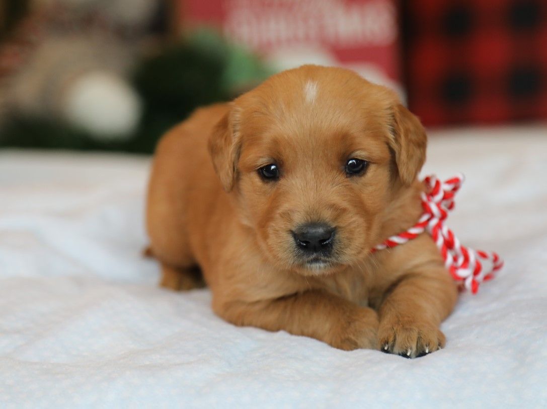 Judah - Click to meet