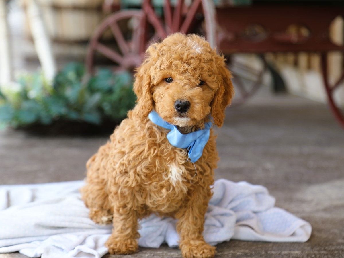 harry (4).JPG