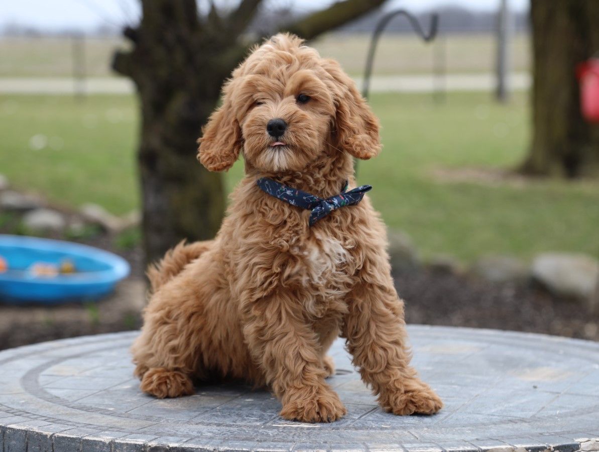 DUDLEY (4).JPG