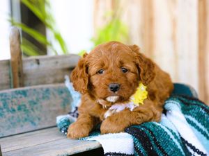  Ivy • click to meet