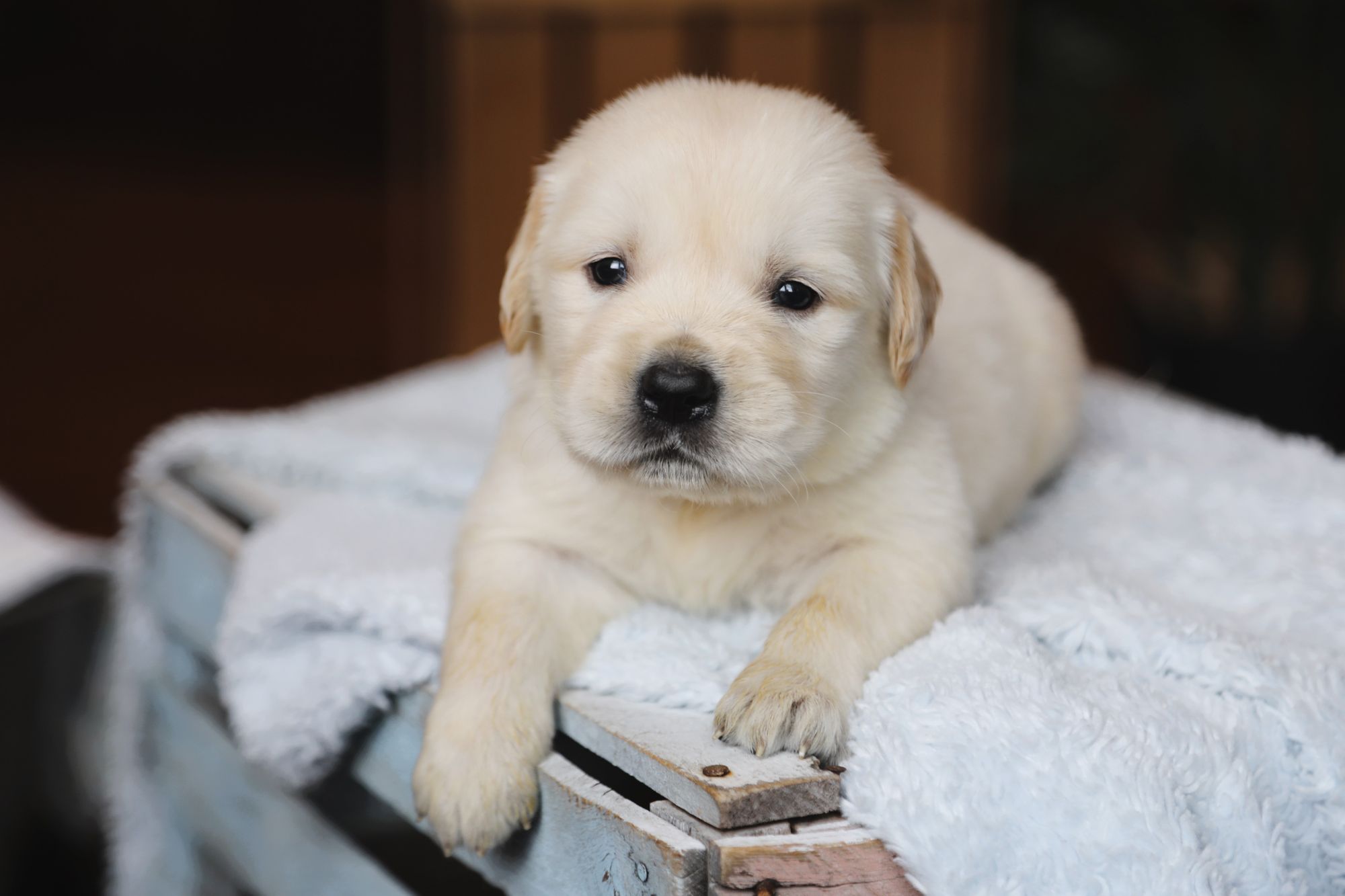 Hampton • Click to meet