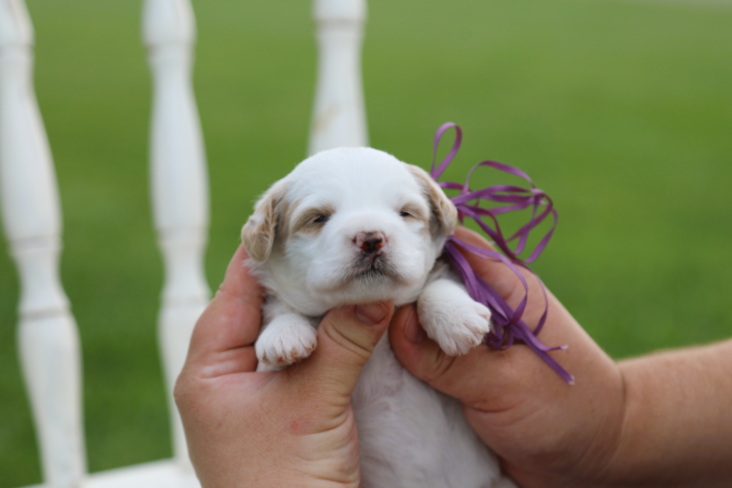 Twinkie  • click to meet
