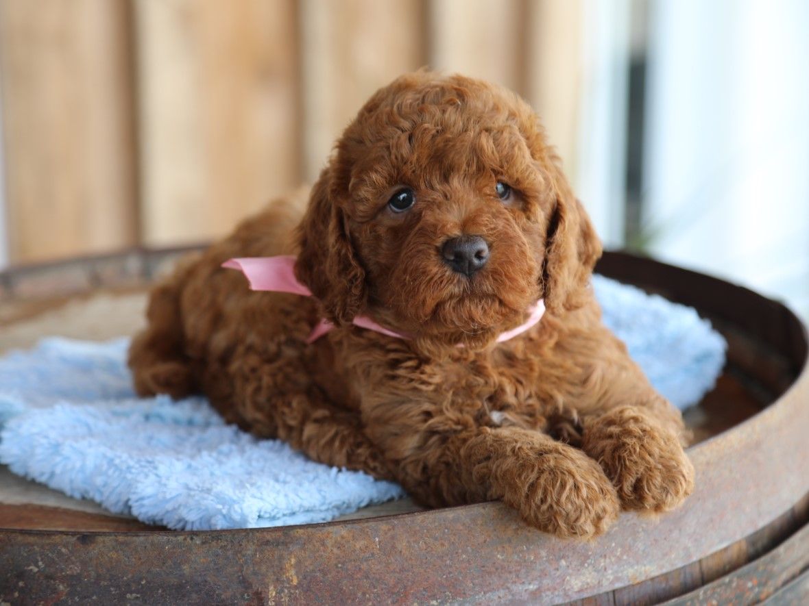  Wren • click to meet