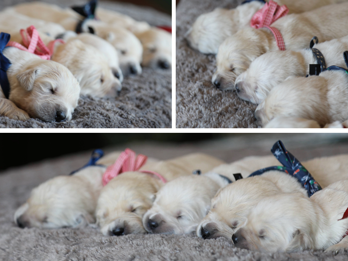 Sally's Babies • click to meet