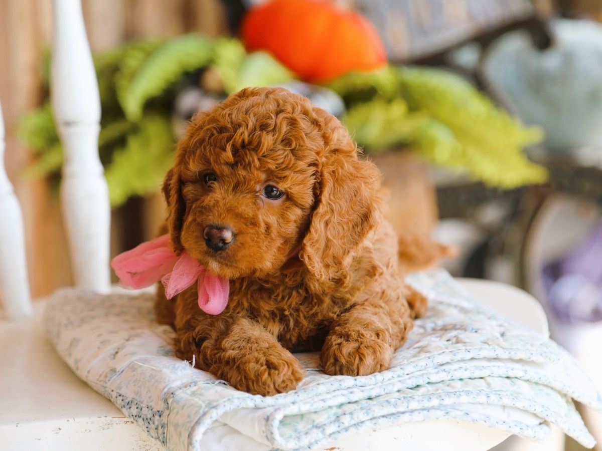 Lenny (4).JPG