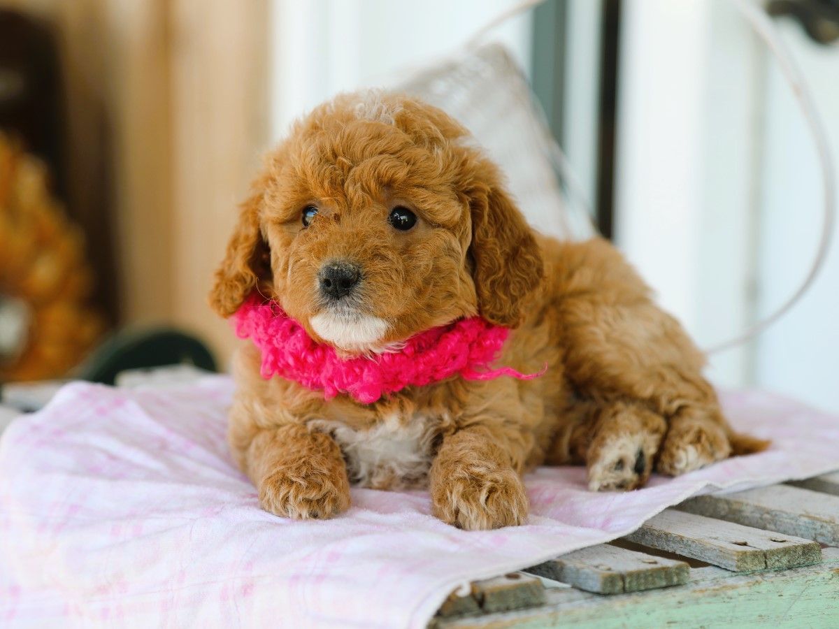 maggy (3).JPG