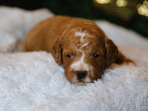 Bradley • click to meet