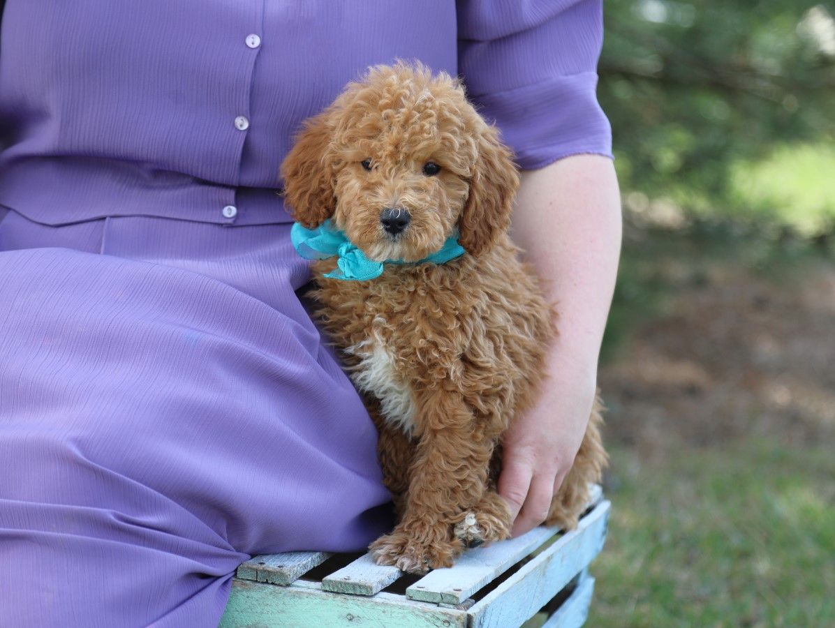  Rocco - click to meet