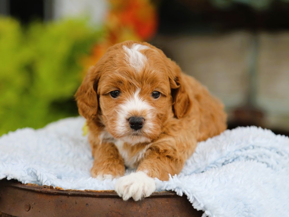  Waffles • click to meet