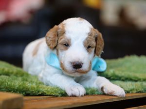 Owen • click to meet