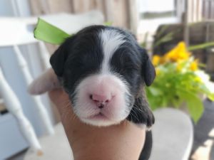 Denali - click to meet