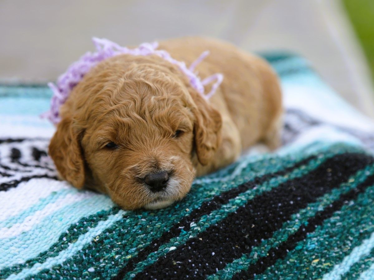 Posey (2).JPG