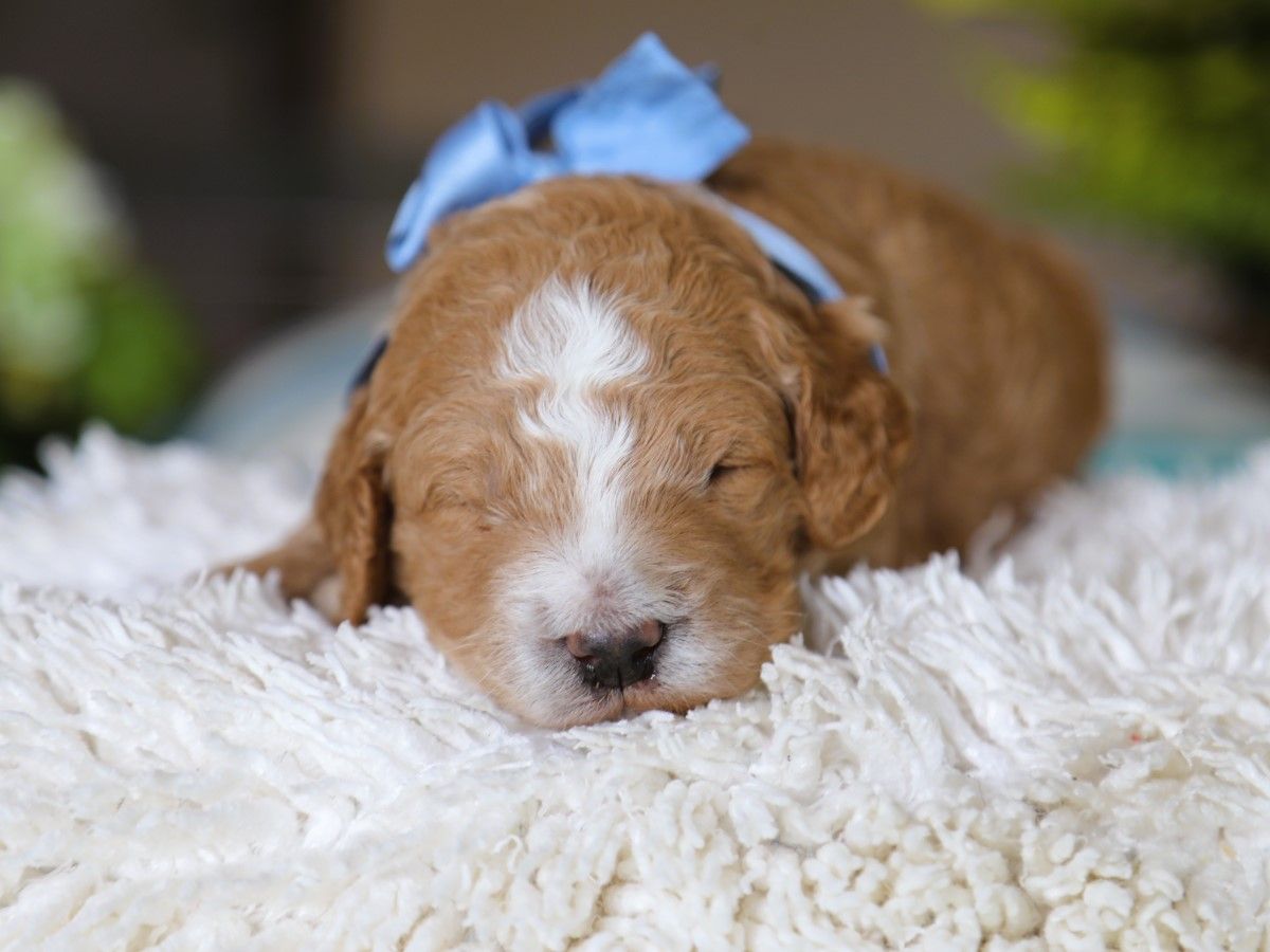 tuxedo (4).JPG