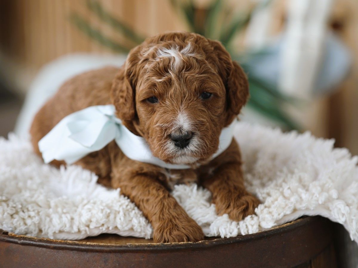 Barnie • click to meet