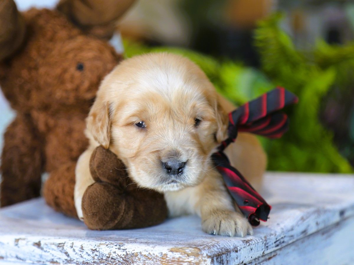 Cooper (1).JPG