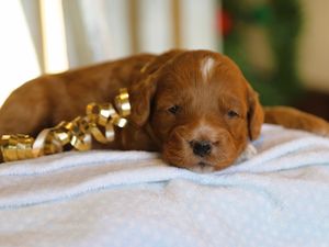 Pooh • click to meet