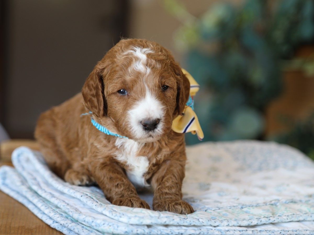 Lee • click to meet