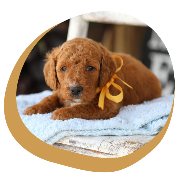 Doodle Dogs for Sale - Image 1.png