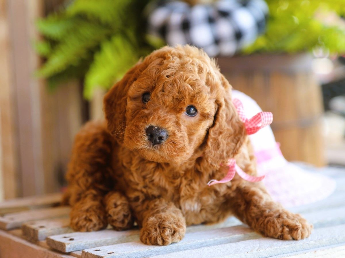  Scarlett • click to meet