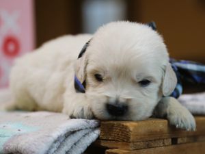 Conner • Click to meet