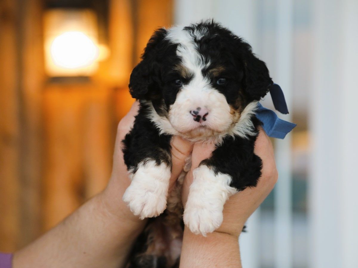 Cosmo (3).JPG