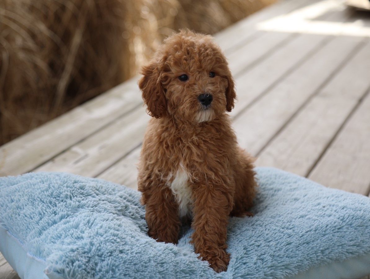  Rocco - click to meet