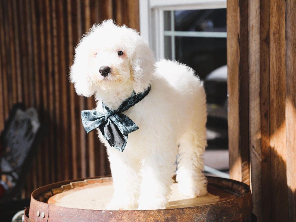 casper (3).JPG