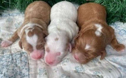 summer's babies.jpg