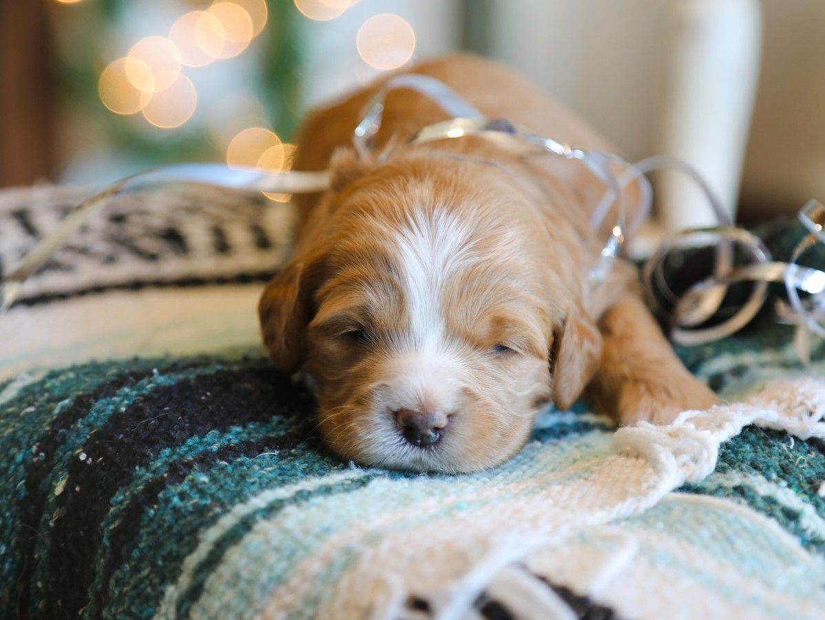 Jolly (1).JPG