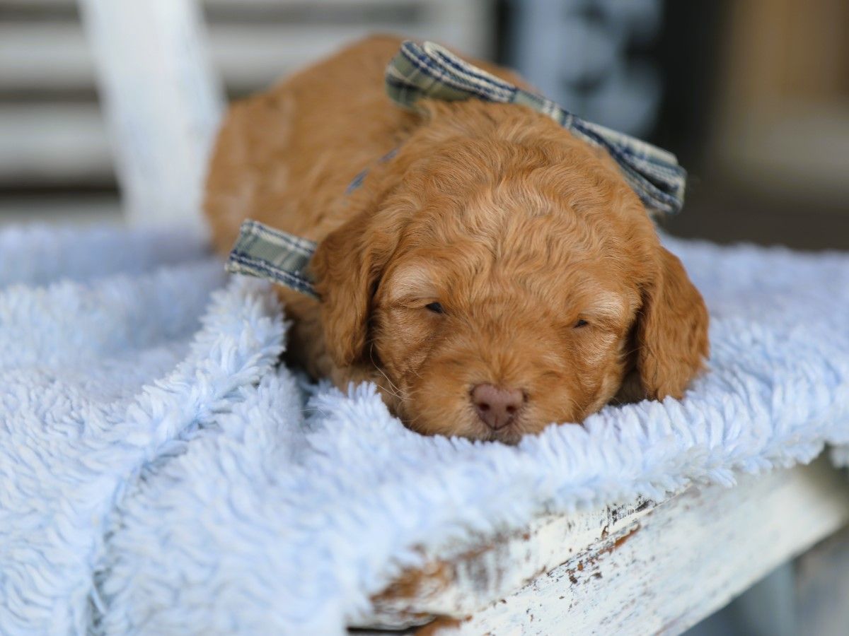 Tucker (1).JPG