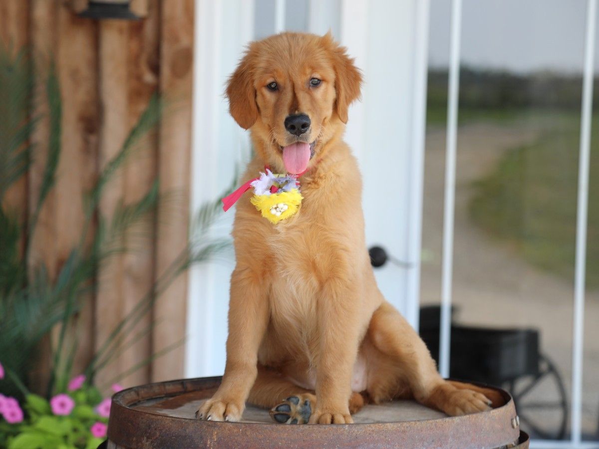 Maggie (1).JPG