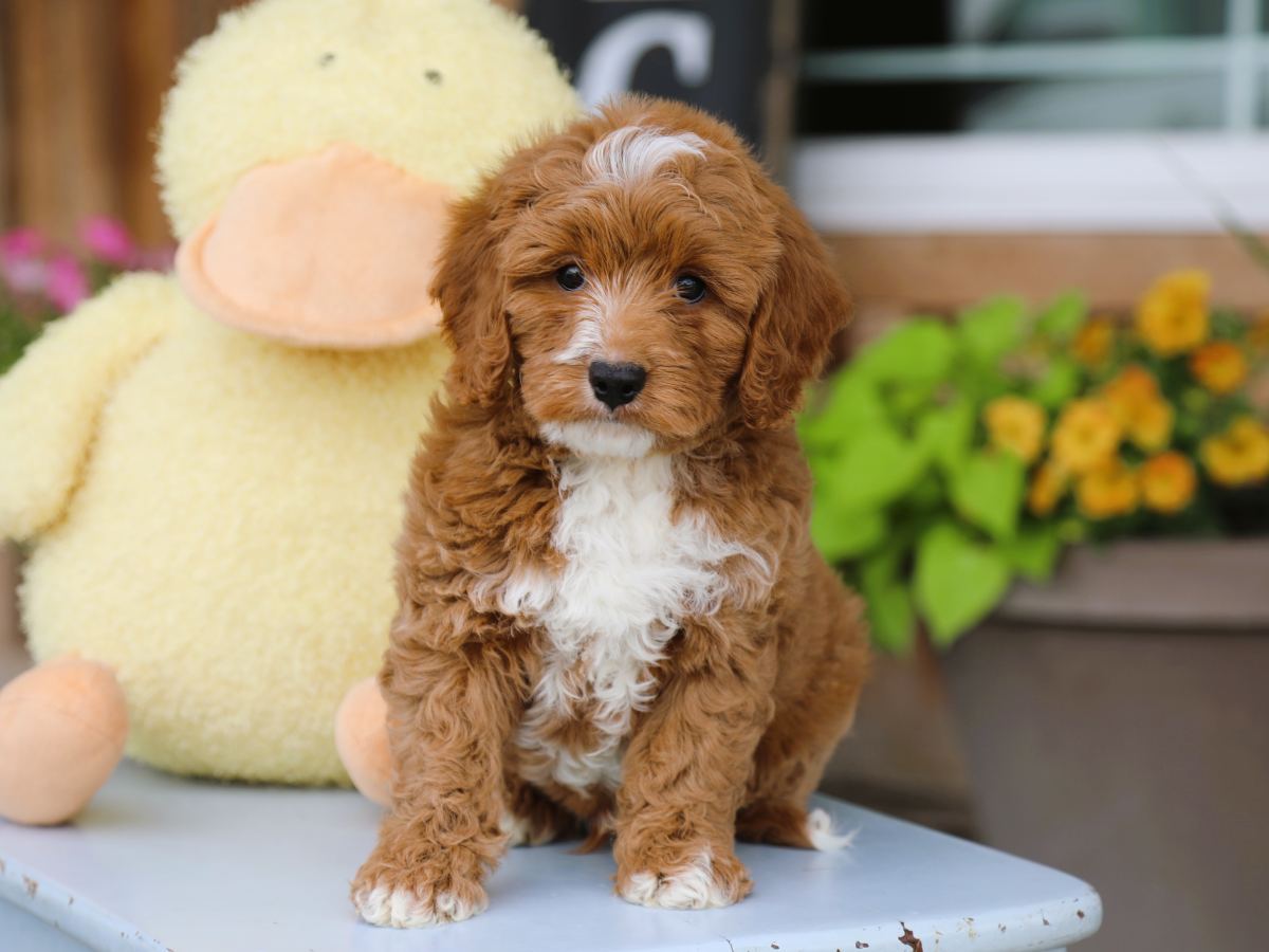 Truffle • click to meet