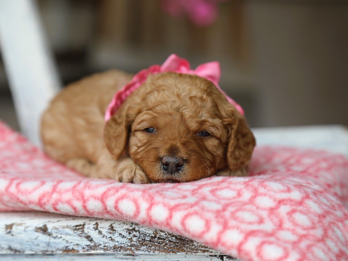 Posie (1).JPG