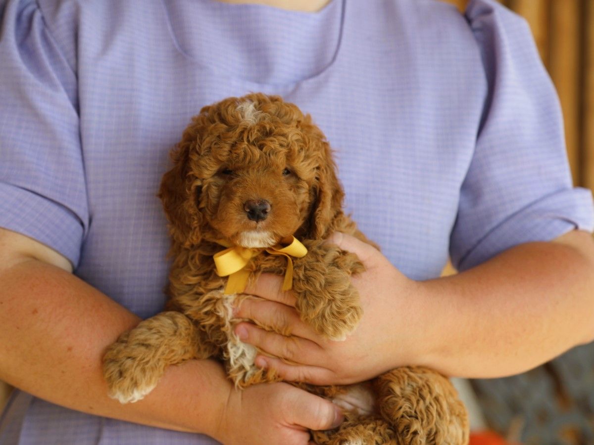  Olly • click to meet