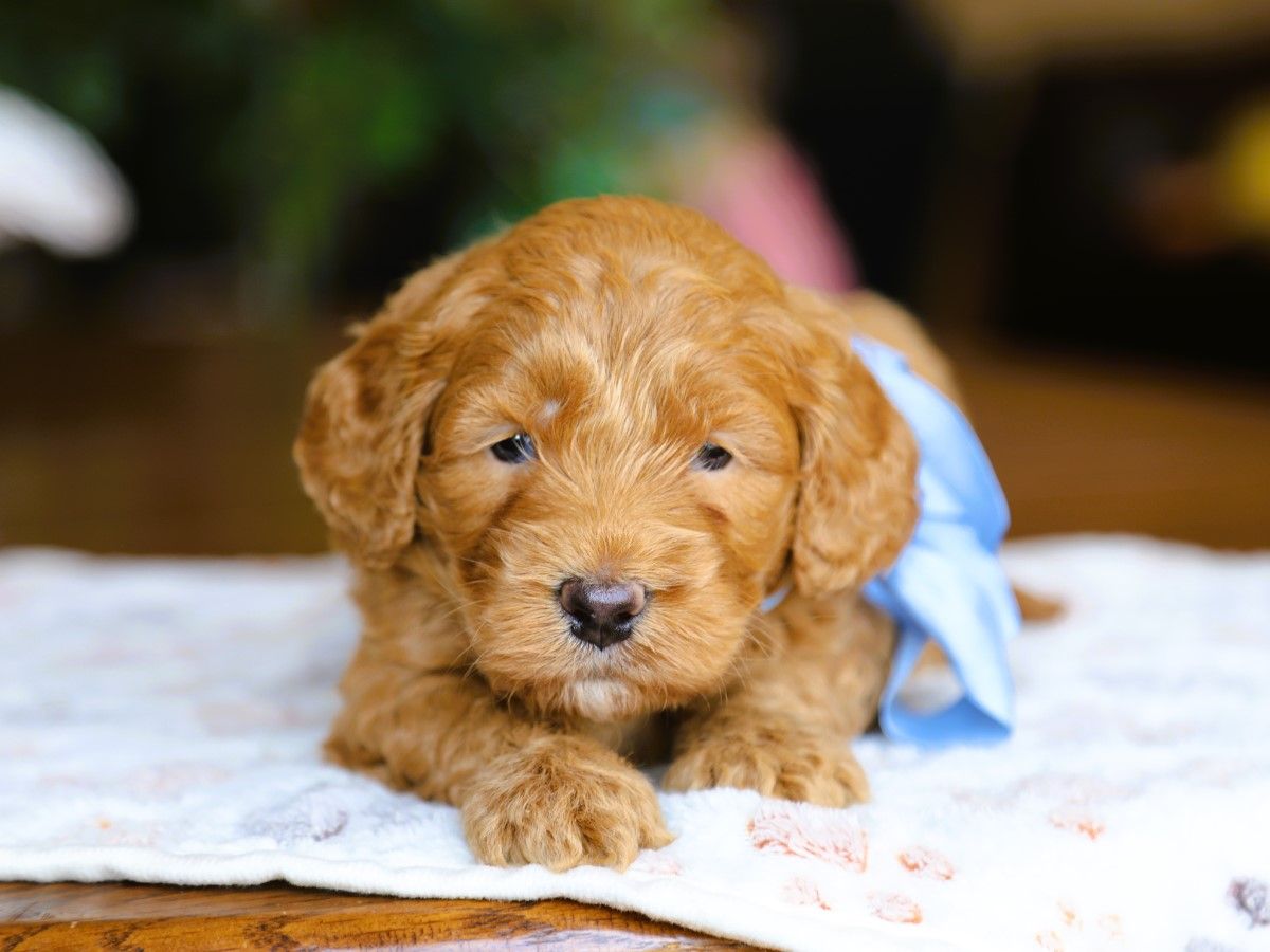 Teddy • click to meet