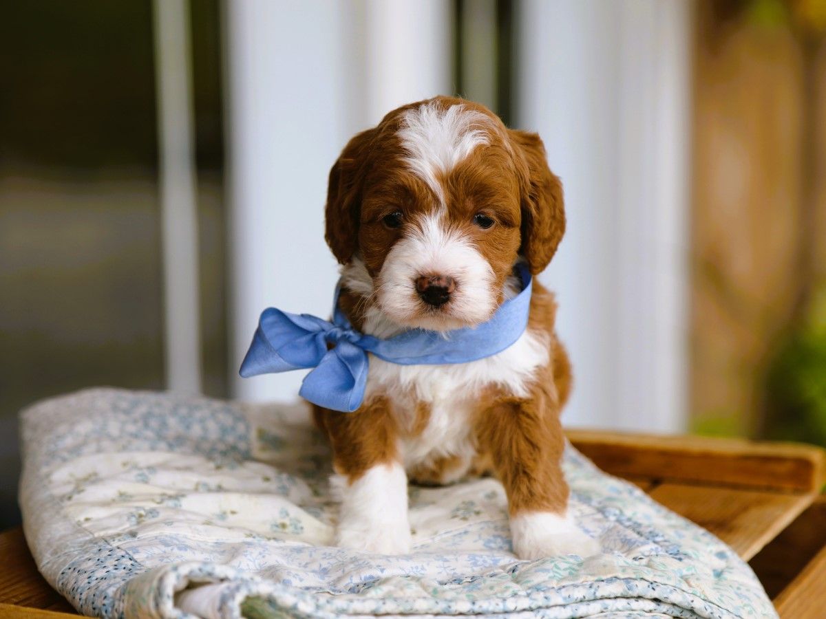 toffee (4).JPG