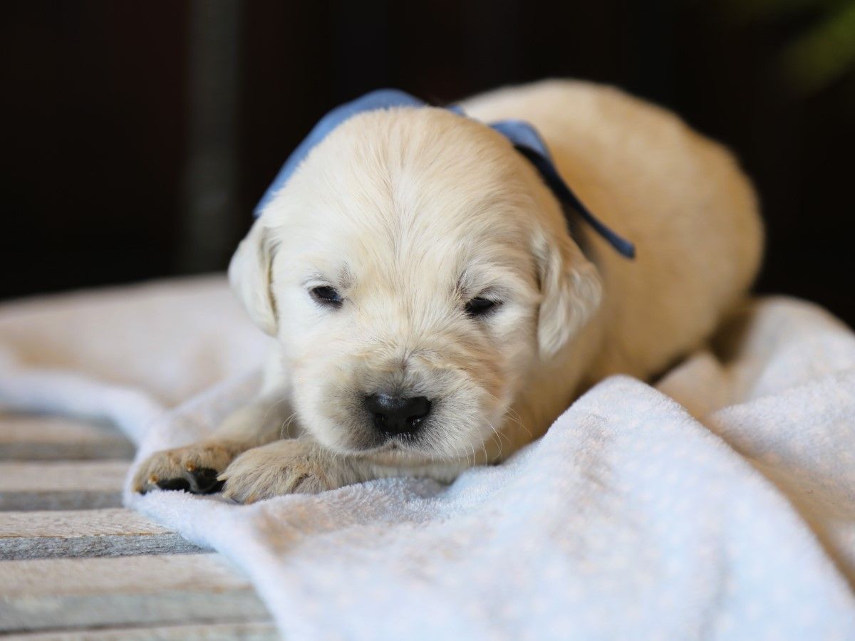 Denali • Click to meet