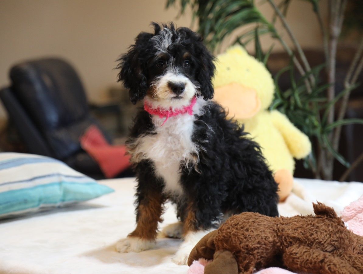 Twila - click to meet