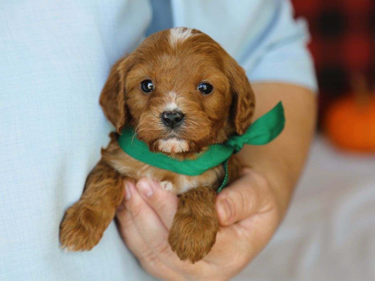  Spencer • click to meet