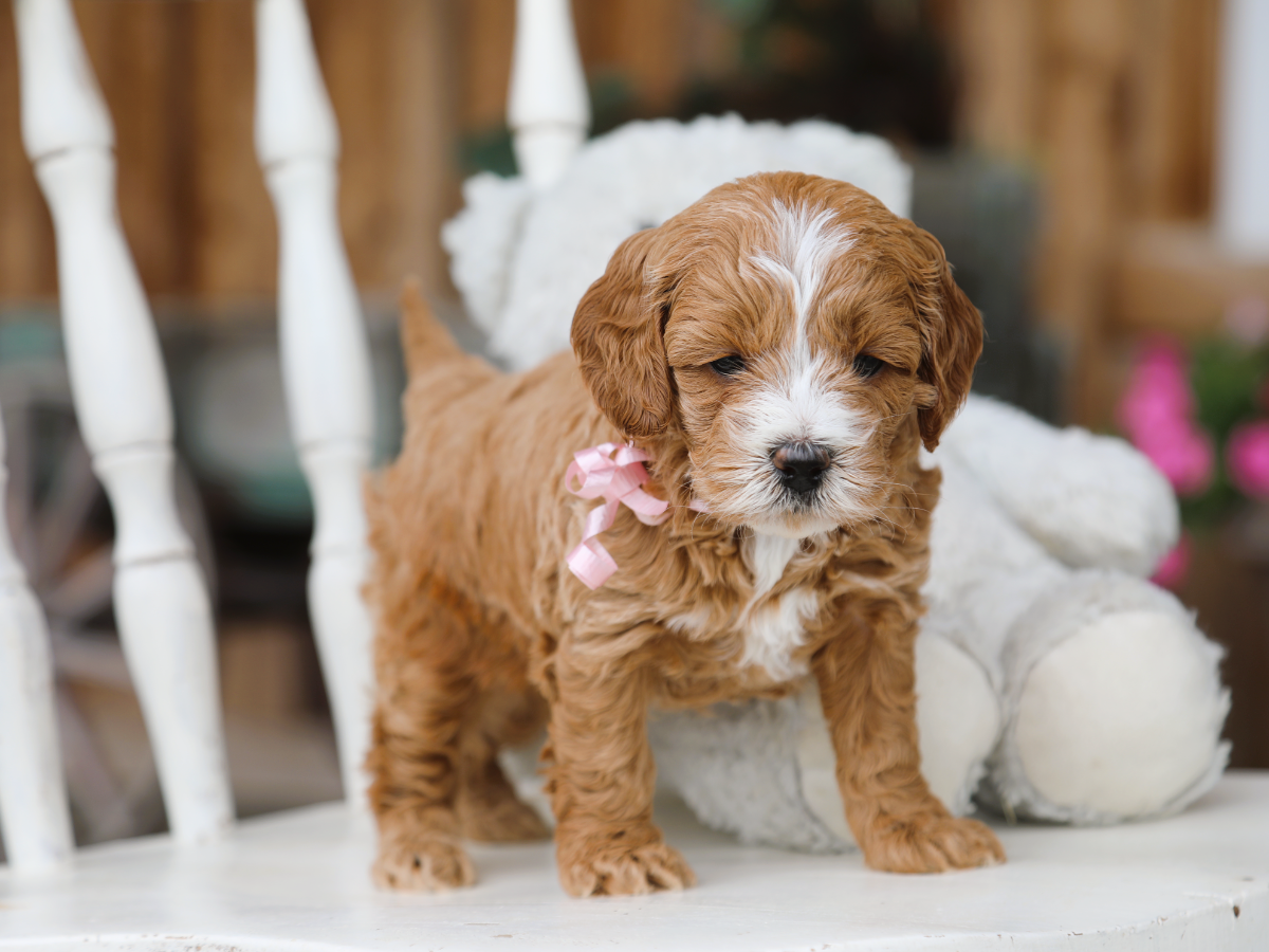 Brinley (2).png