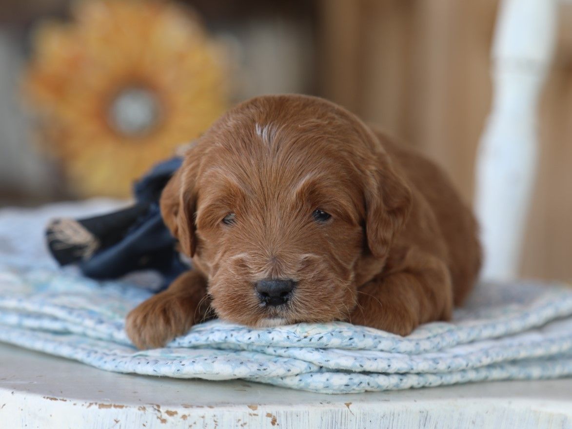 Hershey (2).JPG