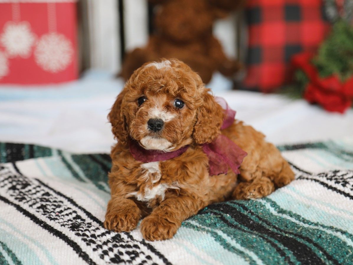  Sugar Plum • click to meet