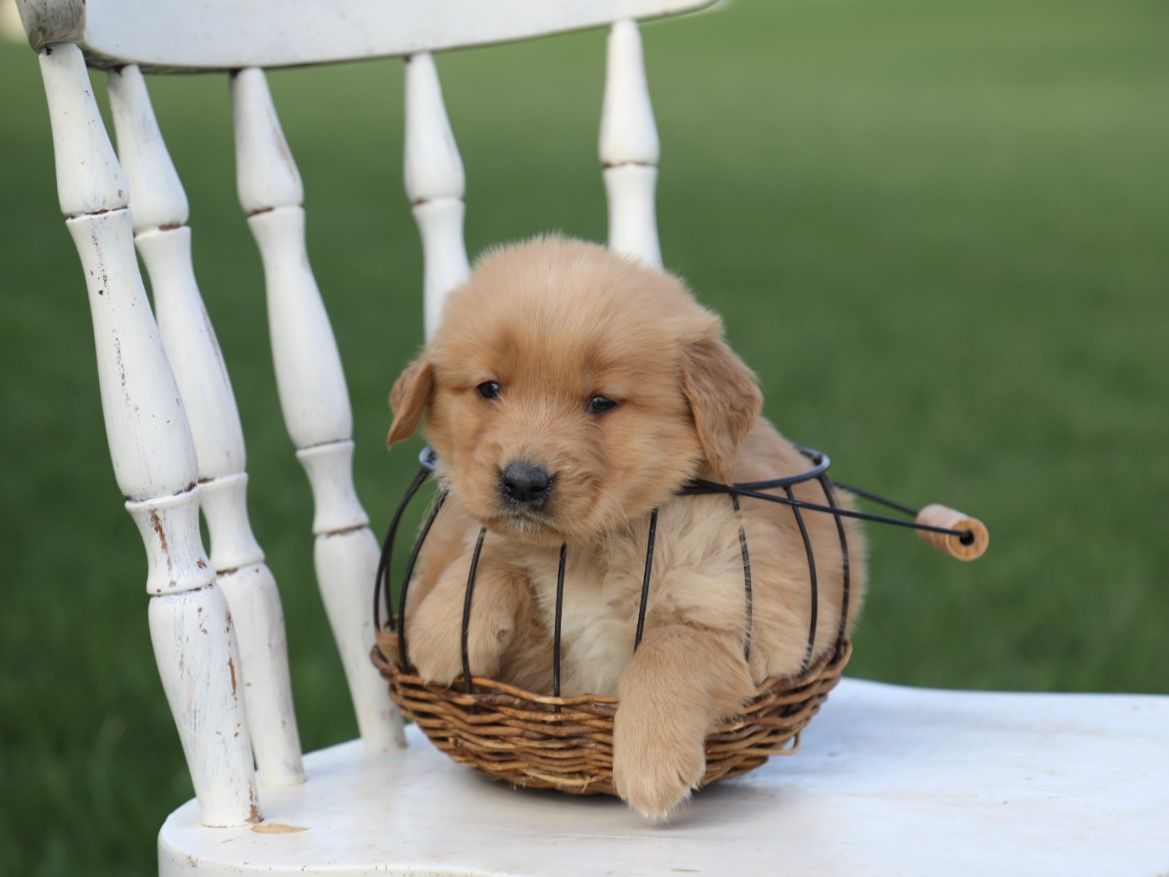  Reggie - Click to meet