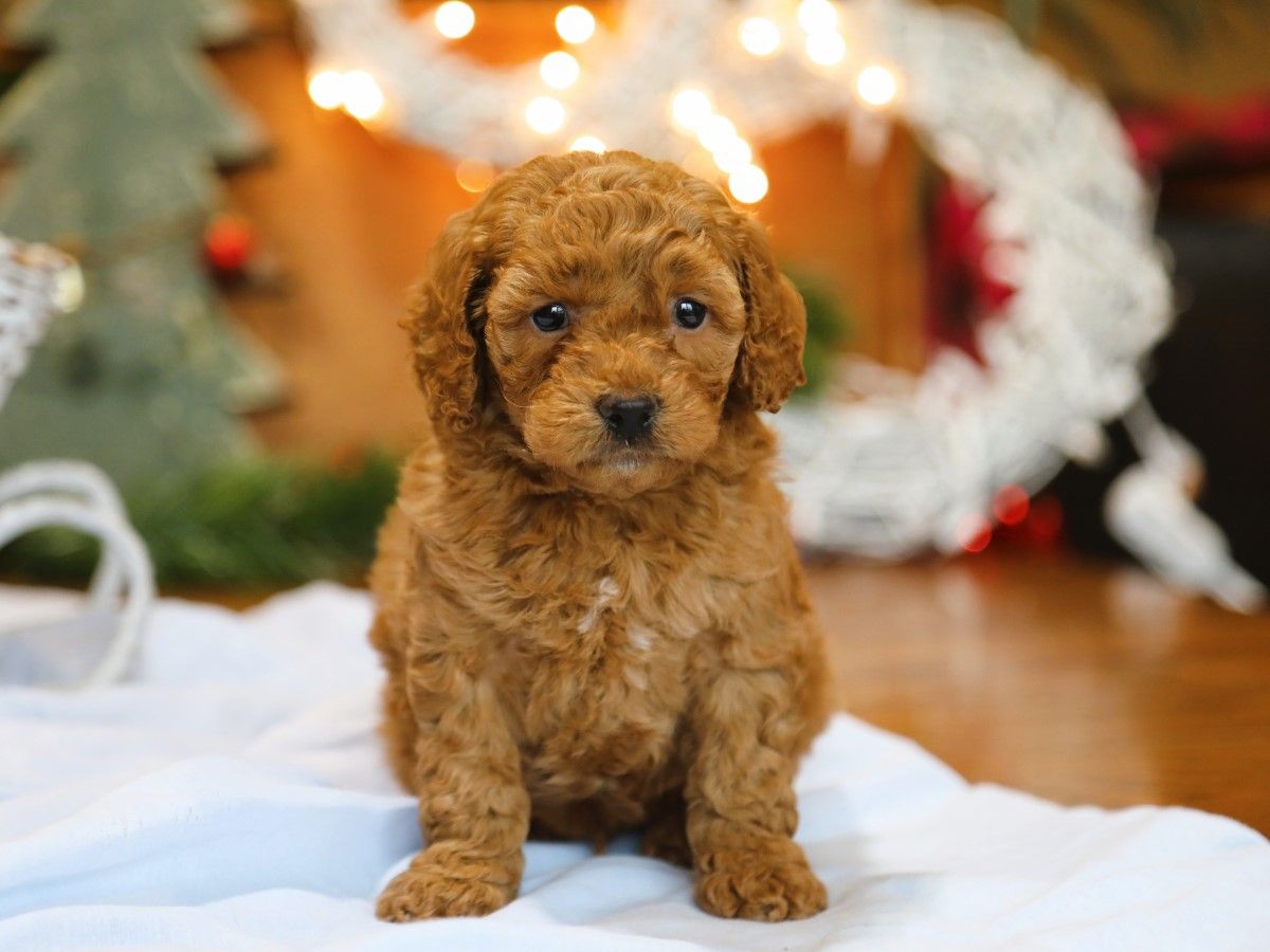  Ernie • click to meet